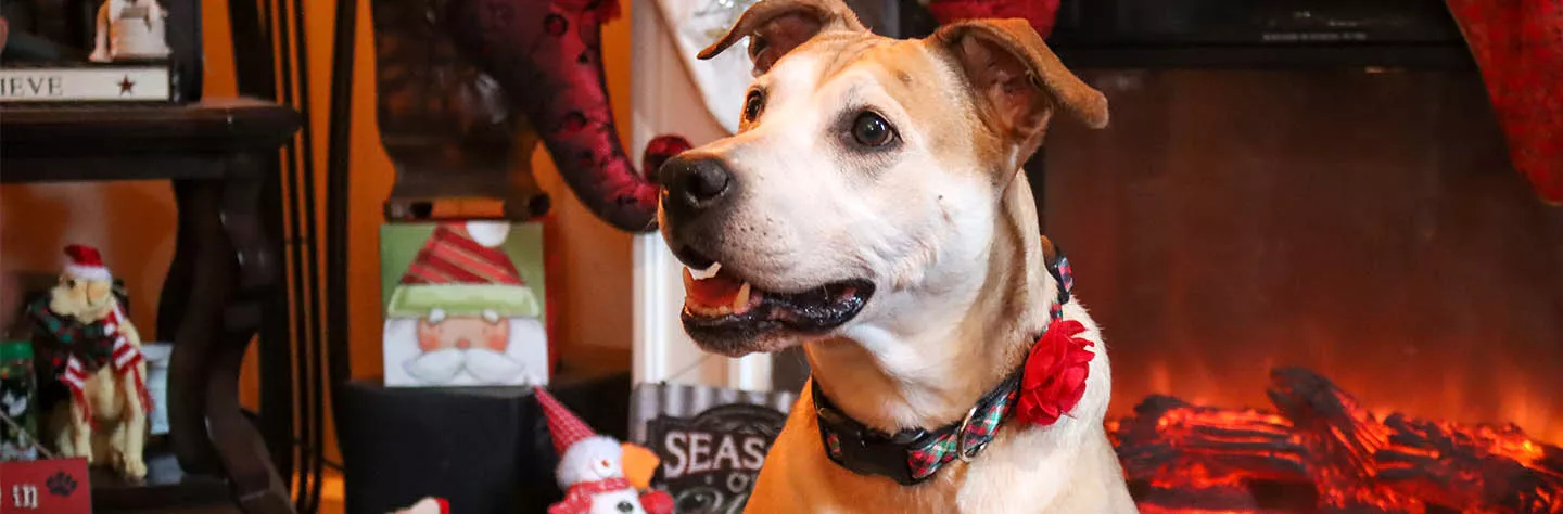 Fancy Dog Collars for Fashionable Pups - Vetstreet